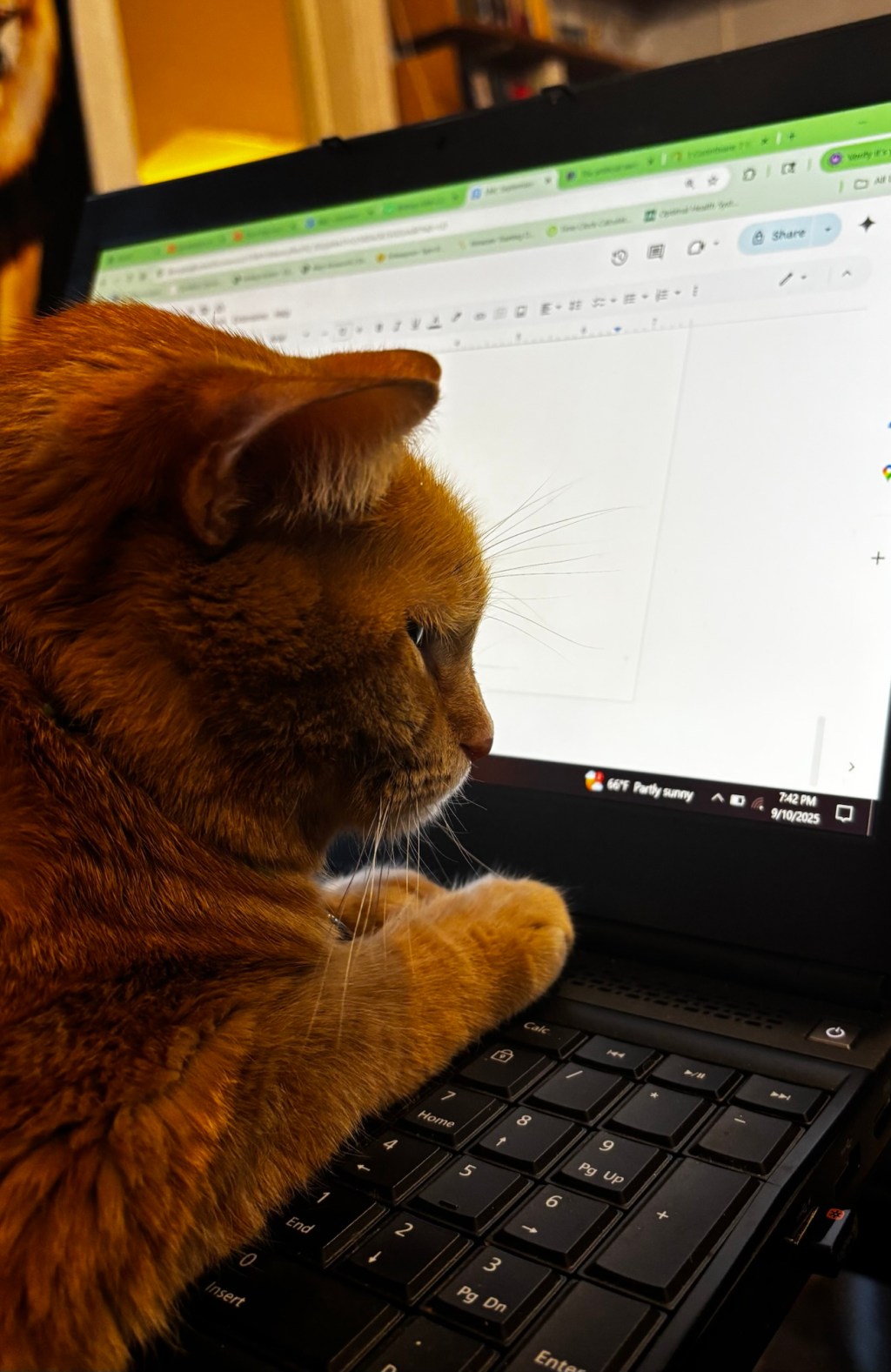 INTRODUCING: AGENT ORANGE